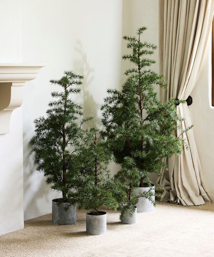 Potted Fraser Fir Tree Medium