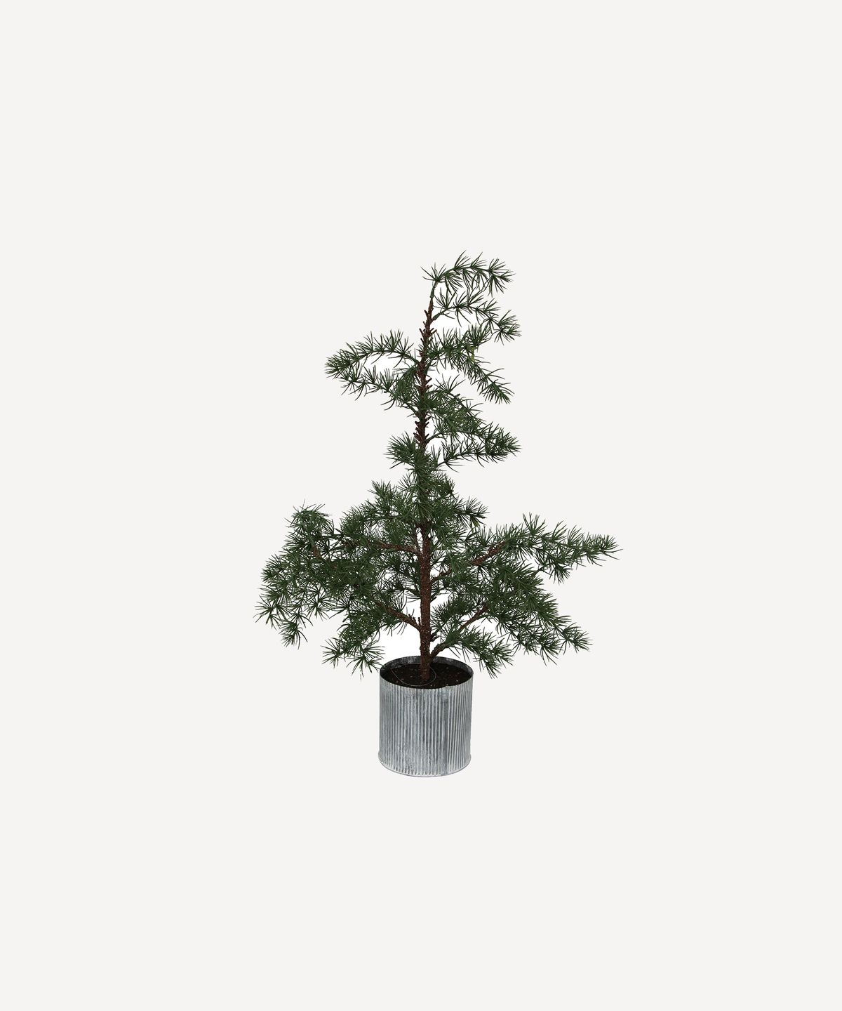 Potted Fraser Fir Tree Small