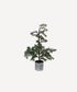 Potted Fraser Fir Tree Small