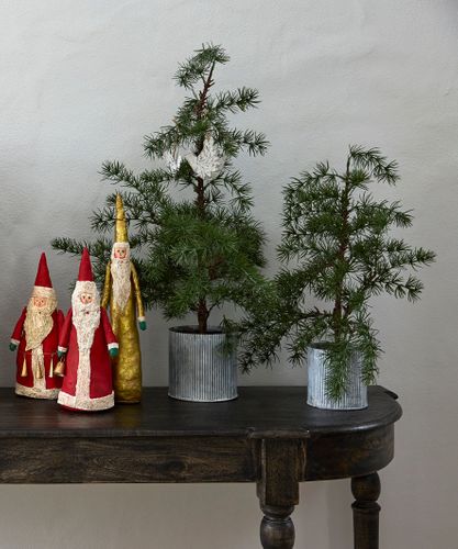 Potted Fraser Fir Tree X-small