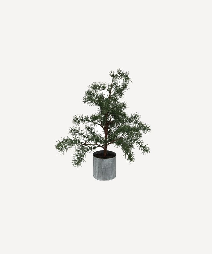 Potted Fraser Fir Tree X-small