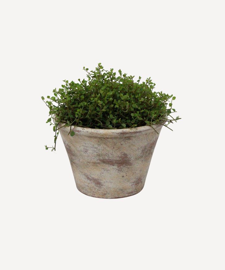 Providence Plant Pot Medium