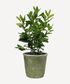 Evergreen Plant Pot Medium