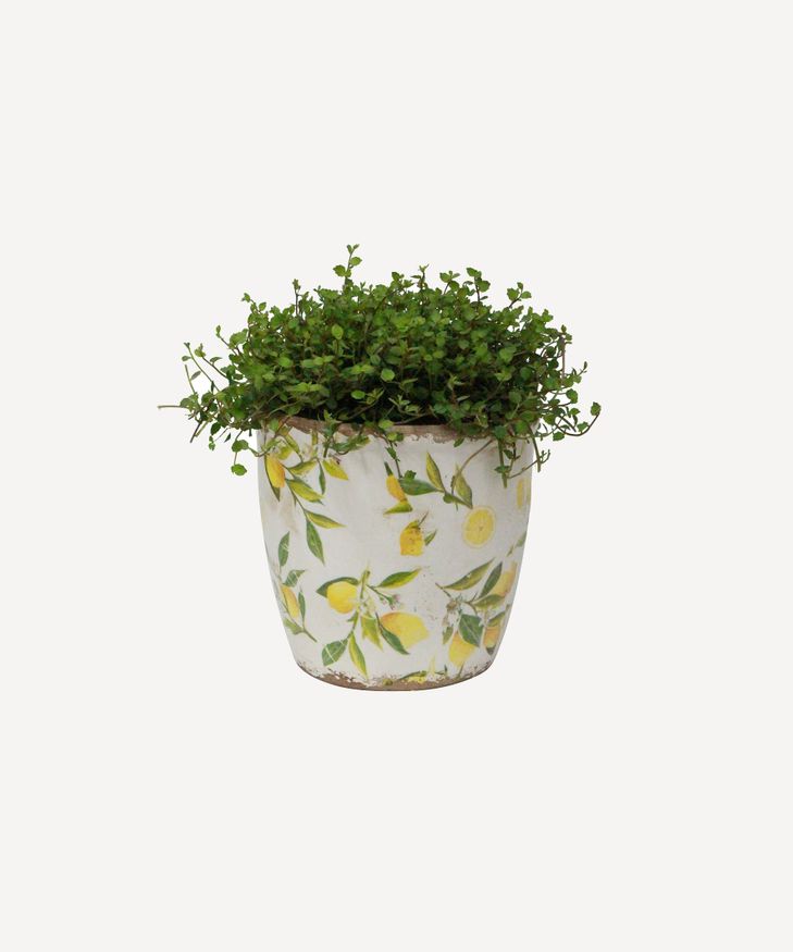 Botanical Lemon Pot Large