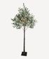 Olive Tree Light Up Dark Leaf Large