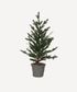 Pine Tree with Rattan Basket Small