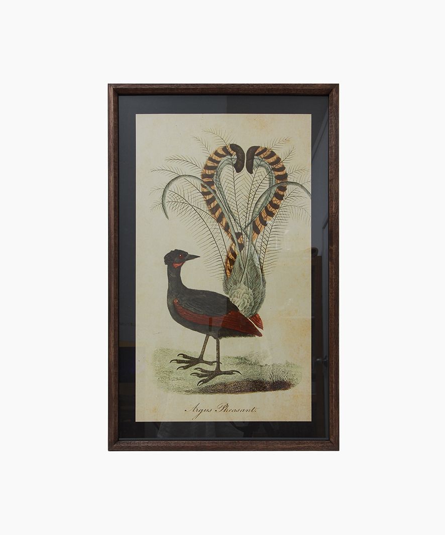 Lyre Bird Wall Art