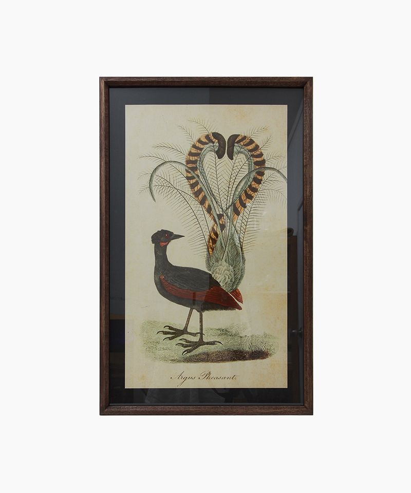 Lyre Bird Wall Art
