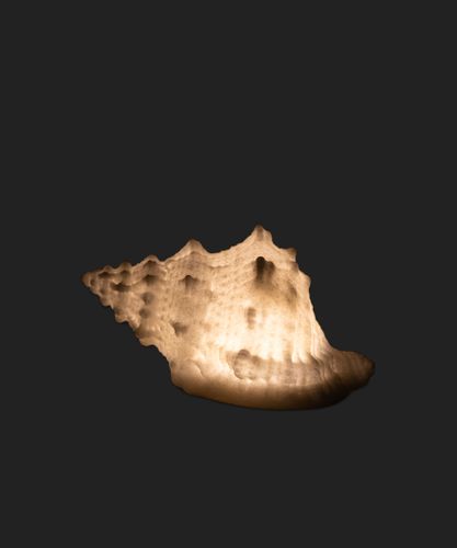 Conch Shell Decorative Light Up