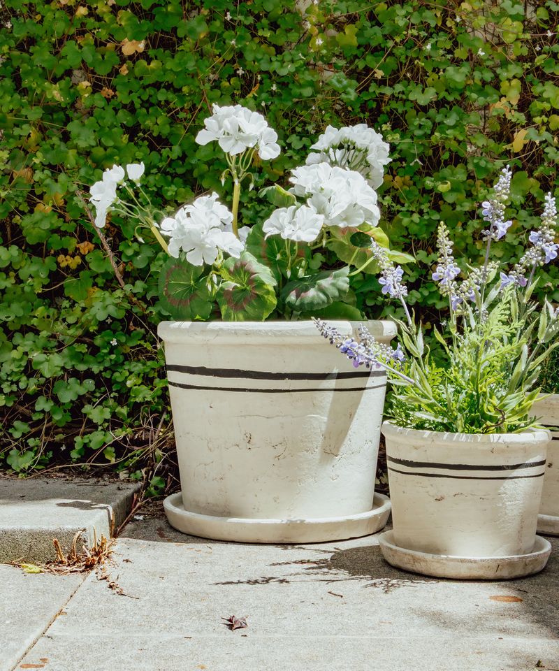 Lisbon Herb Pot Large