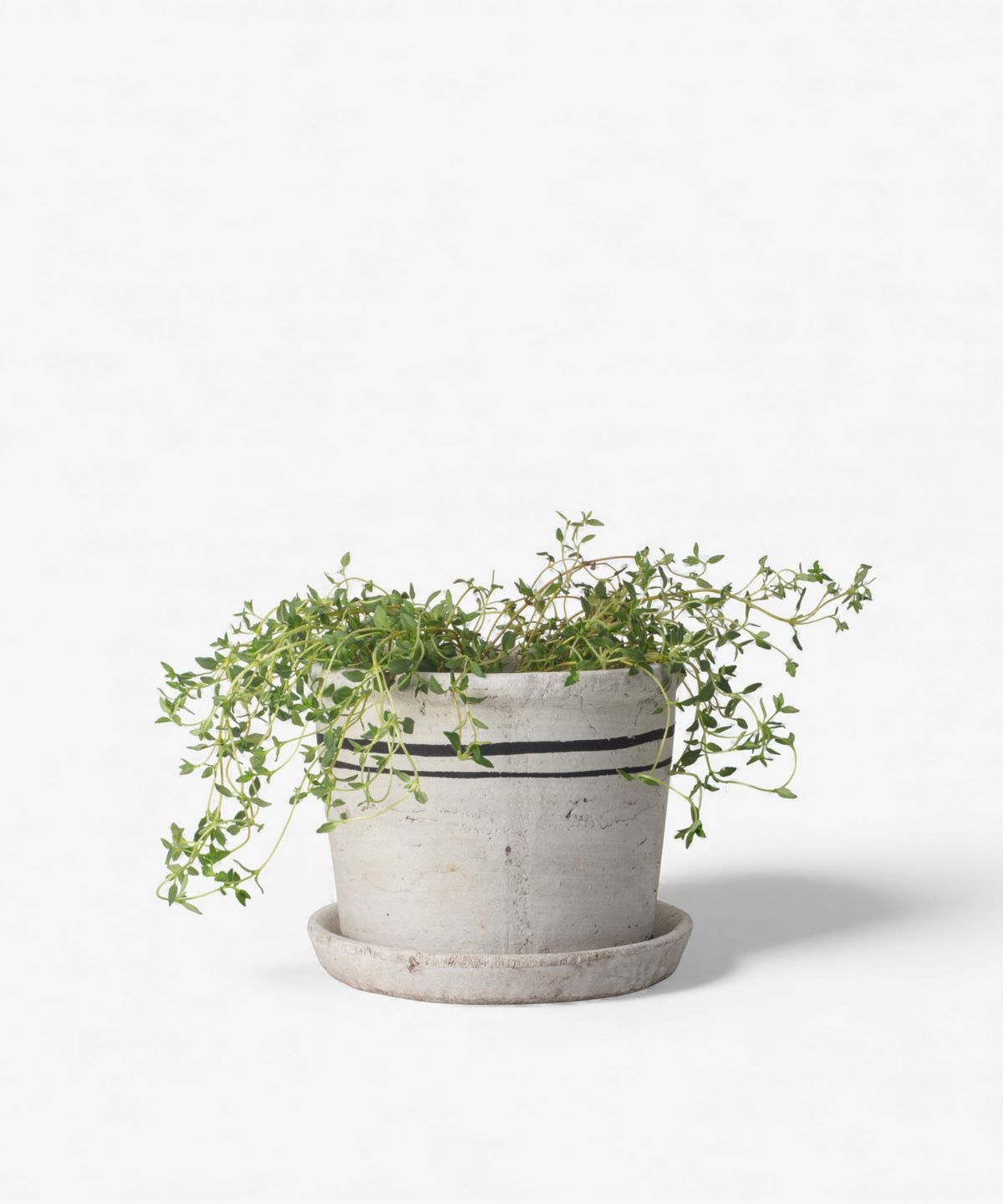Lisbon Herb Pot Small
