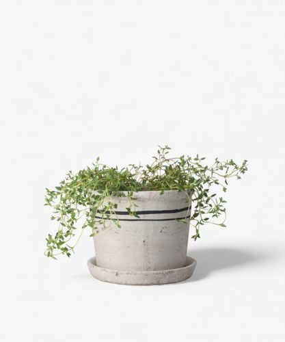 Lisbon Herb Pot Small