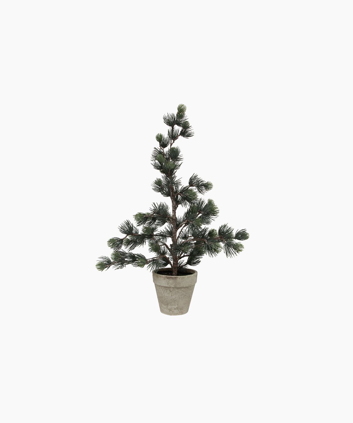 Pine Tree Dusty Small