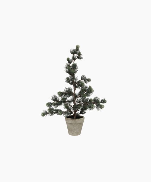Pine Tree Dusty Small