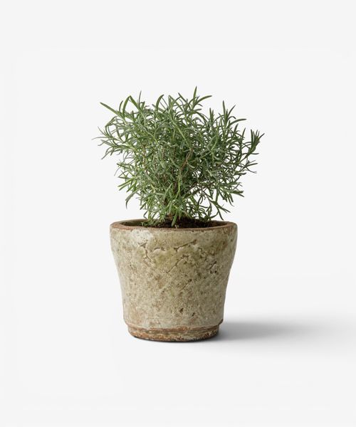 Celadon Herb Planter