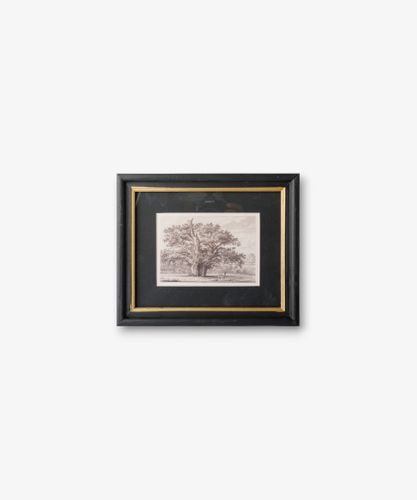 Oak Tree Pencil Wall Art