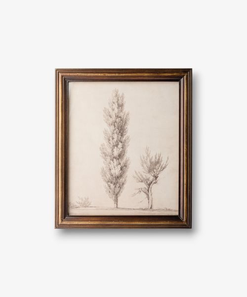 Vintage Poplar Tree Sketch Wall Art