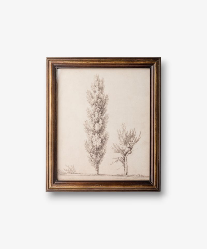 Vintage Poplar Tree Sketch Wall Art