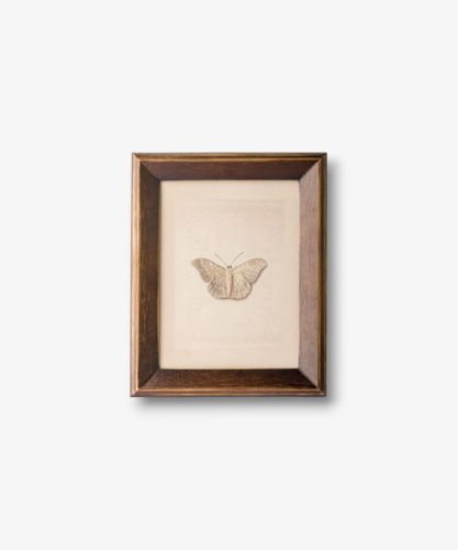Butterfly Study Wall Art