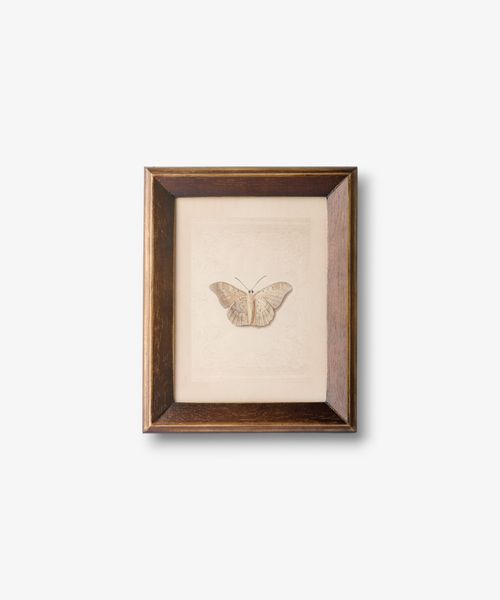 Butterfly Study Wall Art