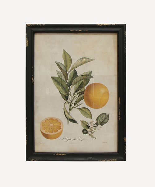 Botanical Grapefruit Wall Art