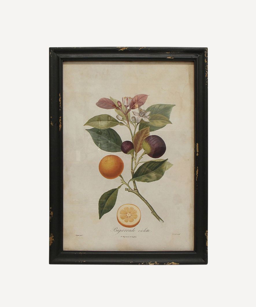 Botanical Lemon Wall Art