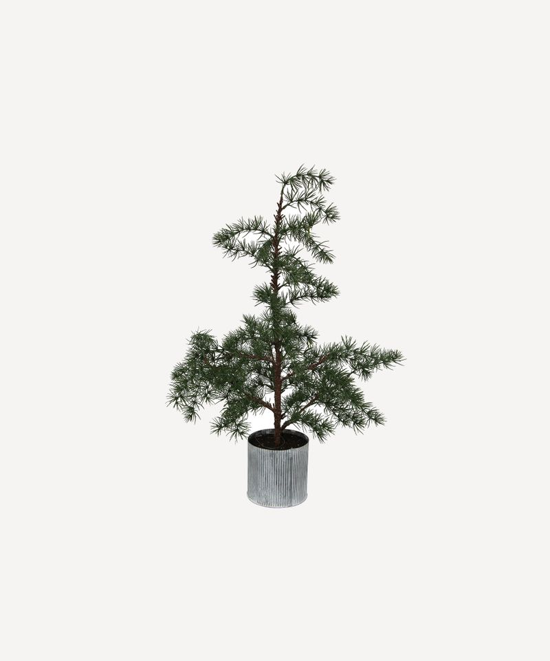 Potted Fraser Fir Tree Small