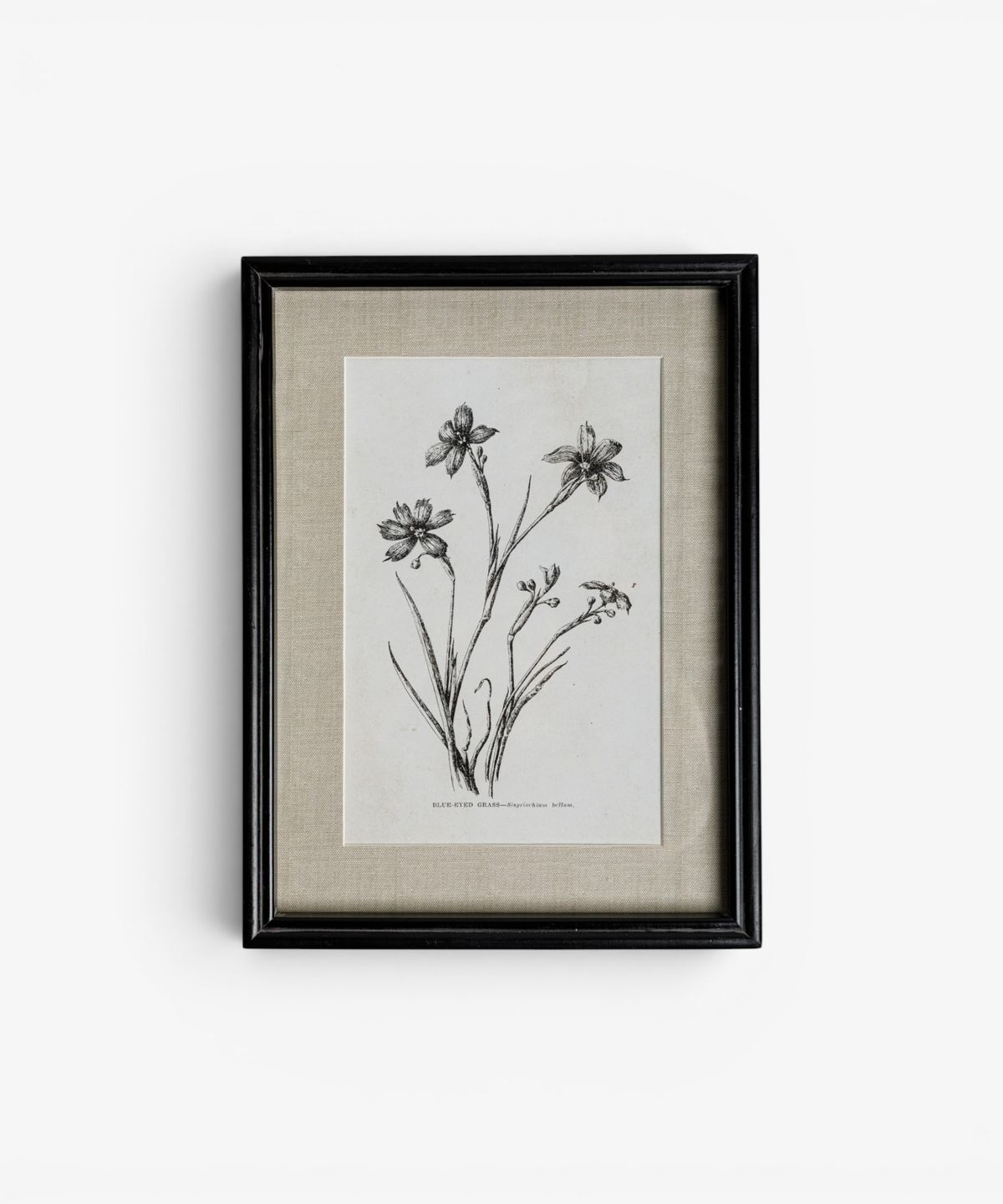 Heirloom Wall Art Blue Eyed Grass