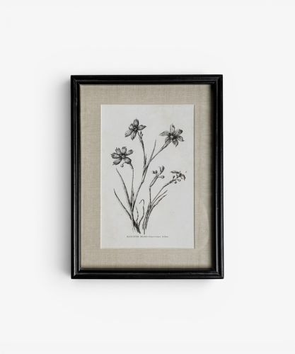 Heirloom Wall Art Blue Eyed Grass