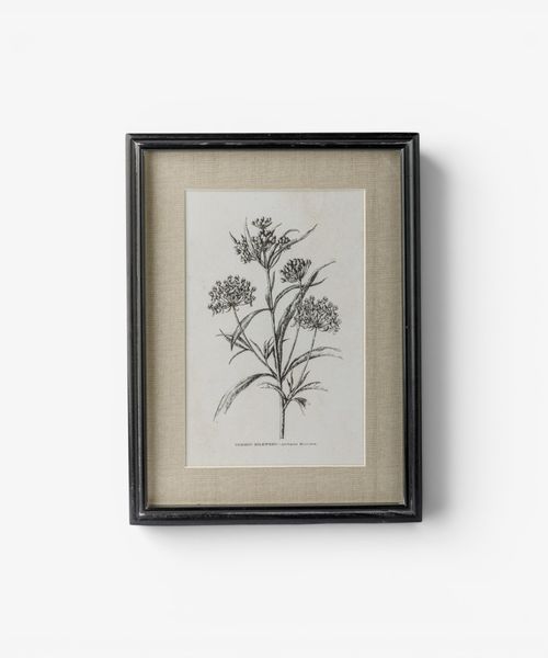 Heirloom Wall Art Milkweed