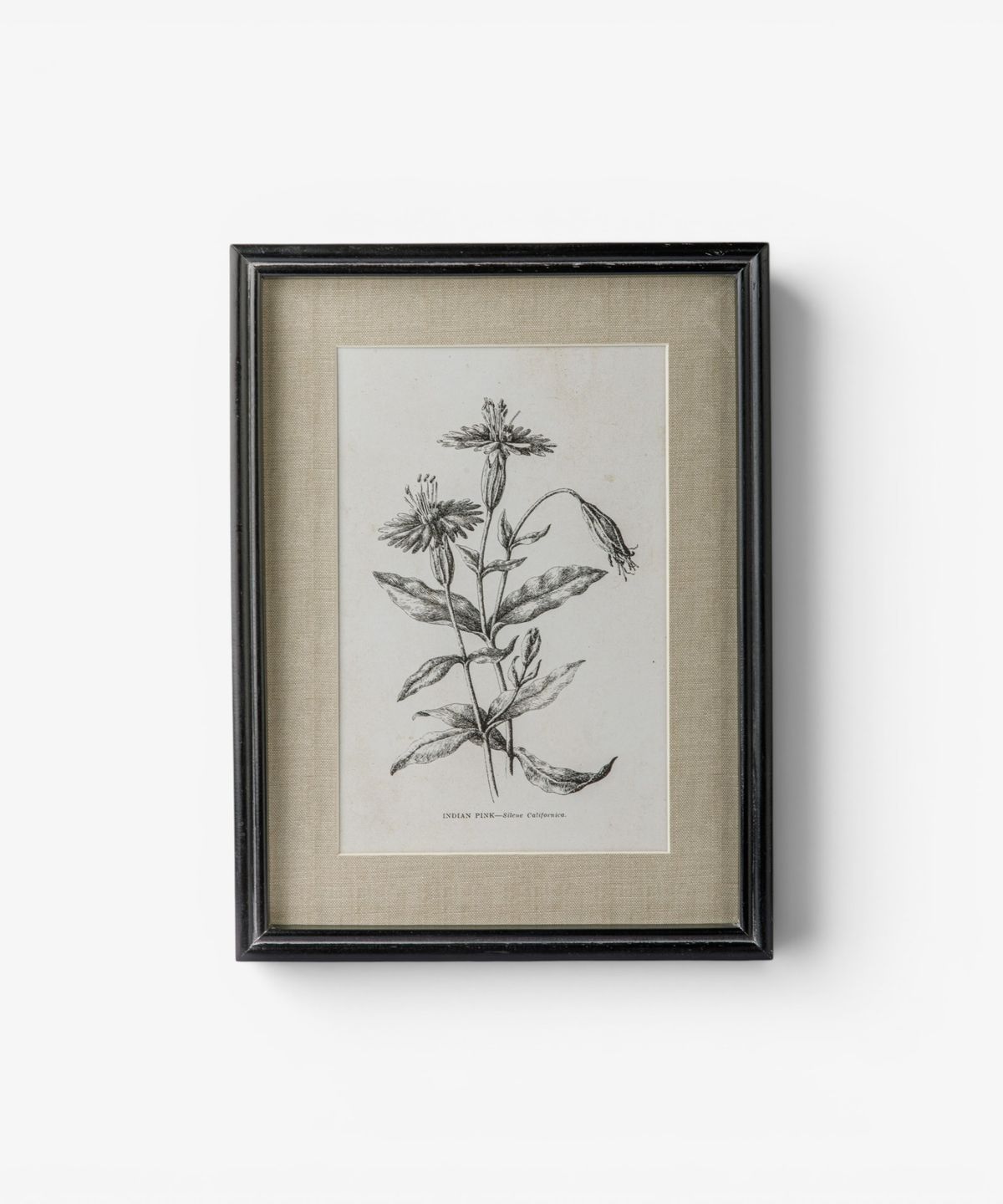 Heirloom Wall Art Indian Pink