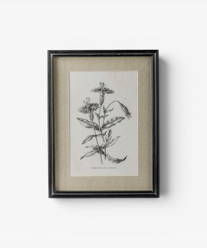 Heirloom Wall Art Indian Pink