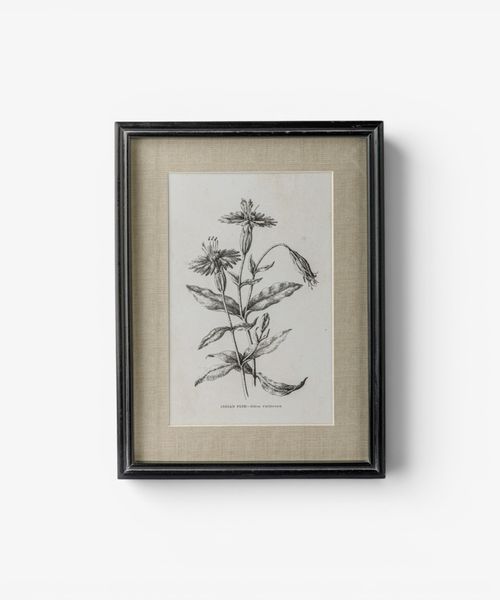 Heirloom Wall Art Indian Pink