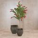 Flowering & Fruit Trees