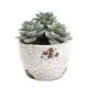 SUCCULENTS