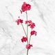 Blossoms