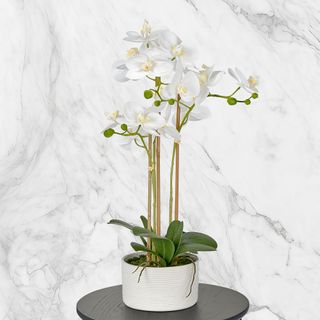 Ready-Made Orchids