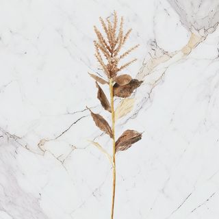 Dried & Preserved Flowers