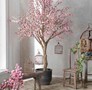 Flowering & Fruit Trees