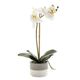 ORCHIDS