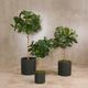 Fiddle Leaf Trees