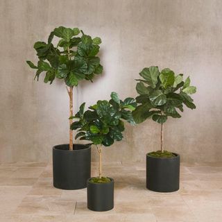 Fiddle Leaf Trees