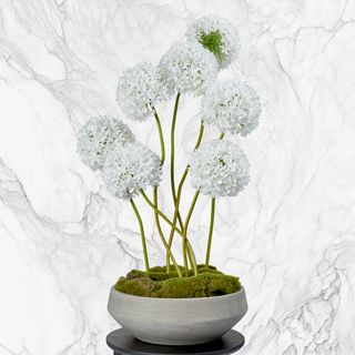 Ready-Made & Potted Florals