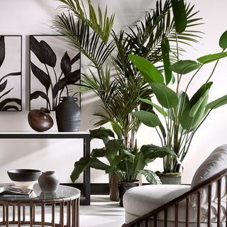 TREES & PLANTS