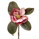 MAGNOLIAS