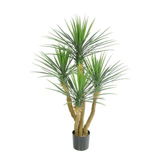 YUCCA & PANDANUS