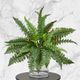 Potted Greenery