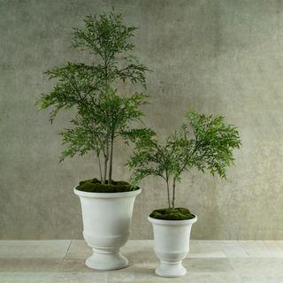 Large Pots & Planters