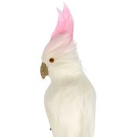 Pinkey Cockatoo