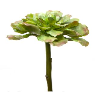 Succulent 17cm